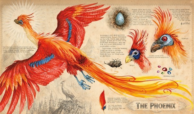 Phoenix - Harry Potter and the Chamber of Secrets Illustrated